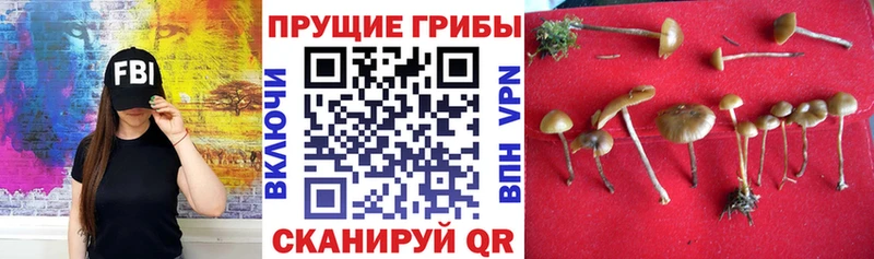 хочу наркоту  Котельники  Псилоцибиновые грибы Cubensis 